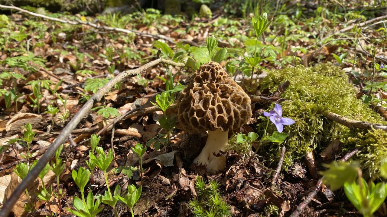 Pilzkundliches Wochenende – von Morcheln und Bärlauch ...