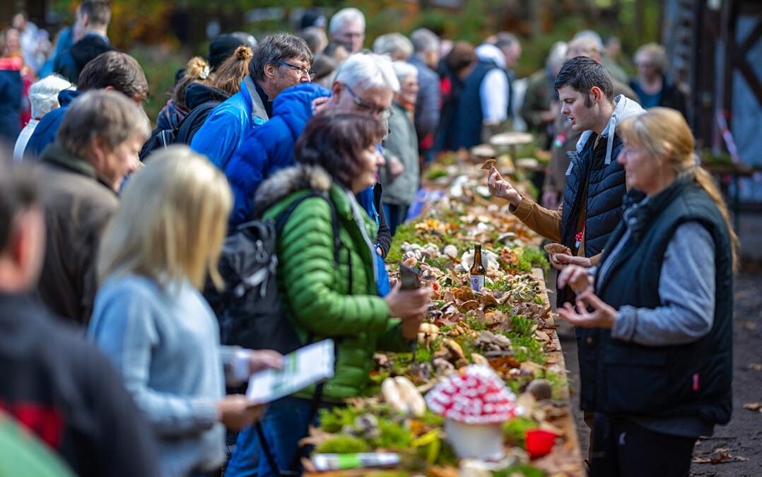 Pilz-Thementag 2024 beim Hessen Forst