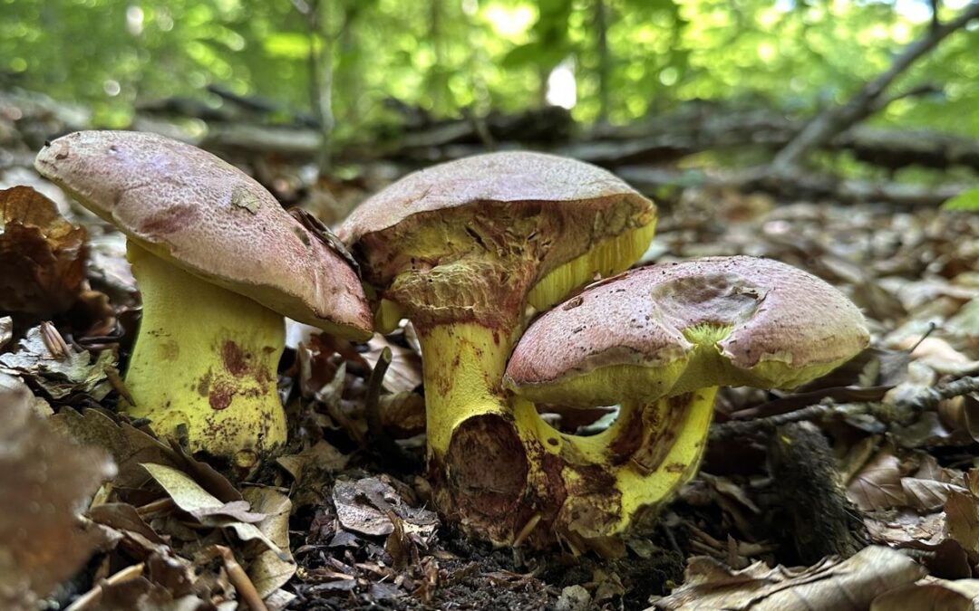 Auf Pilzpirsch zu den Königsröhrlingen – mit Kollege bzw. DEM Pilzflüsterer Tom