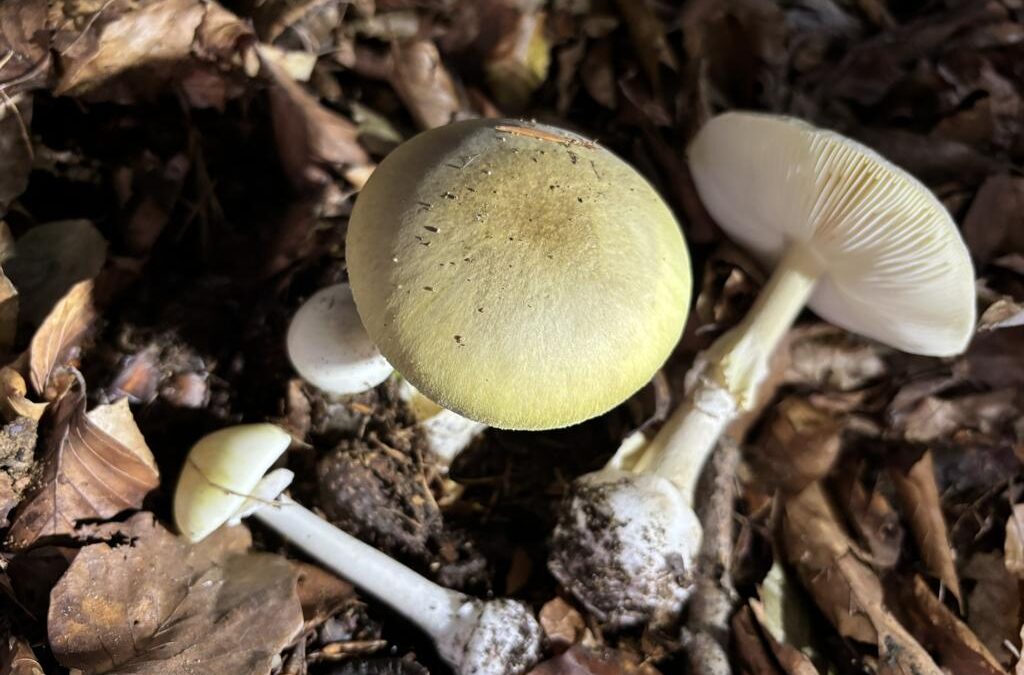 Biodiversität im Wald – Pilze im Blickpunkt