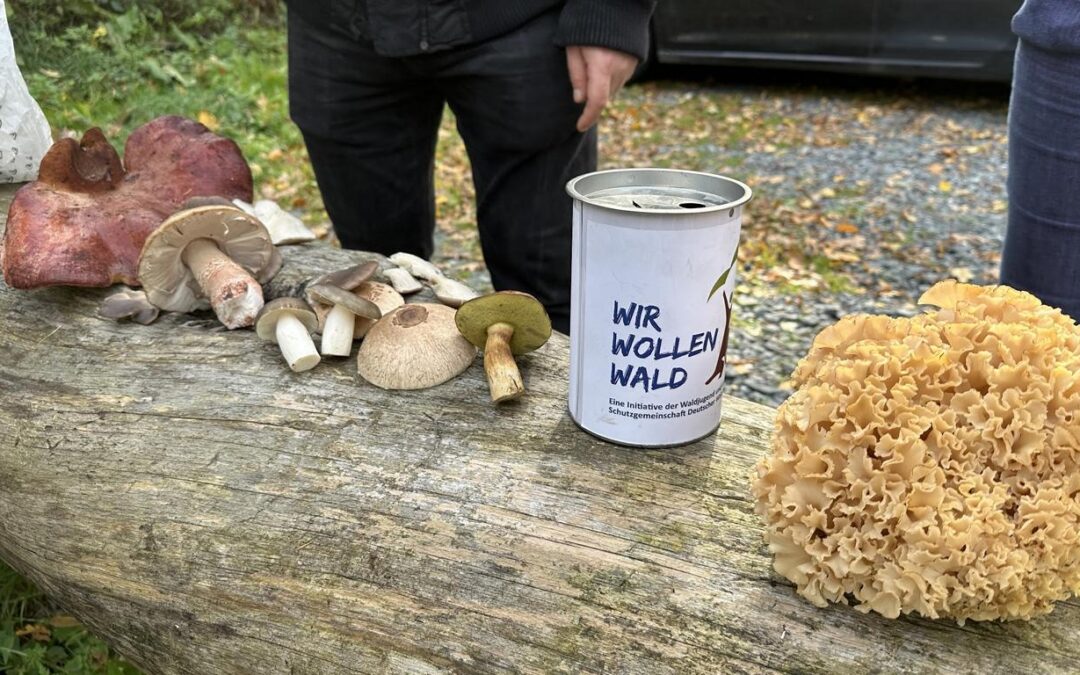 Pilzkundliche Lehrwanderung Frankfurt für die Schutzgemeinschaft deutscher Wald